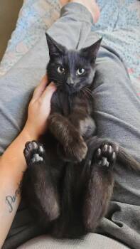 Minerva -  Domestic Short Hair Cat for Adoption in Lorain, Ohio - Minerva | PetCurious