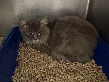 BLANKET -  Domestic Medium Hair Cat for Adoption in Mckinleyville, California - BLANKET | PetCurious