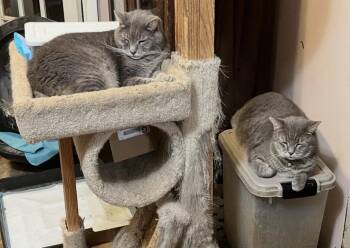 Goopey & Marnie -  Domestic Short Hair Cat for Adoption in Mount Airy, Maryland - Goopey & Marnie | PetCurious