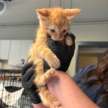 Domestic Short Hair Cats Available for Adoption - Castle | PetCurious