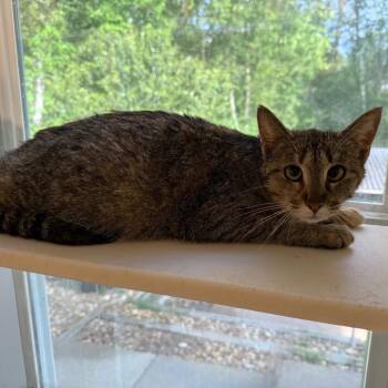 Domestic Short Hair Cats Available for Adoption in Tuscaloosa, Alabama - Sammie | PetCurious