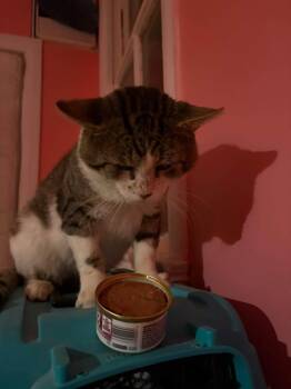 Maverick -  Domestic Short Hair Cat for Adoption in Spencerville, Ontario - Maverick | PetCurious