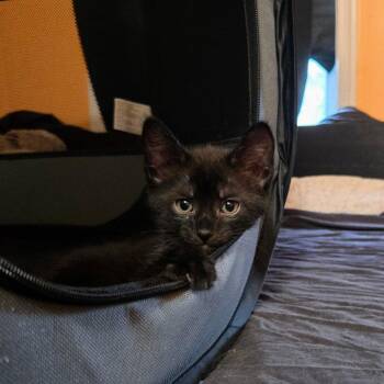 Nyx -  American Shorthair Cat for Adoption in Pikesville, Maryland - Nyx | PetCurious
