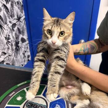 Domestic Medium Hair Cats Available for Adoption in Wahiawa, Hawaii - Miranda | PetCurious