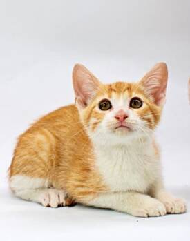 Nelson -  Domestic Short Hair Cat for Adoption in Morton Grove, Illinois - Nelson | PetCurious