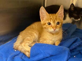 JAGGER -  Domestic Short Hair Cat for Adoption in Tustin, California - JAGGER | PetCurious