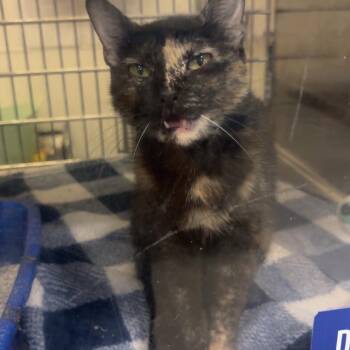 Nova Beans -  Domestic Short Hair Cat for Adoption in Gonzales, Louisiana - Nova Beans | PetCurious