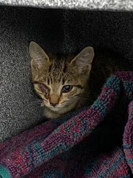 Meowsical -  Domestic Short Hair Cat for Adoption in Daytona Beach, Florida - Meowsical | PetCurious