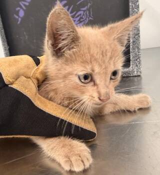 Mel -  Domestic Short Hair Cat for Adoption in New York, New York - Mel | PetCurious