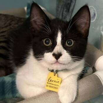 Bernie - Good Looking Guy -  Tuxedo Cat for Adoption in Hoquiam, Washington - Bernie - Good Looking Guy | PetCurious
