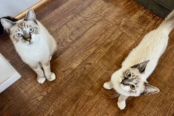 Rescue Siamese Cats for Adoption in San Luis Obispo, California - Barley & Hops - Lynx Point Siamese | PetCurious