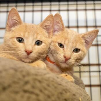 Simba -  Domestic Short Hair Cat for Adoption in Pawling, New York - Simba | PetCurious