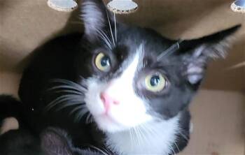 STARLORD -  Domestic Medium Hair Cat for Adoption in Dallas, Texas - STARLORD | PetCurious