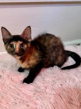 Catan -  Domestic Short Hair Cat for Adoption in Nacogdoches, Texas - Catan | PetCurious