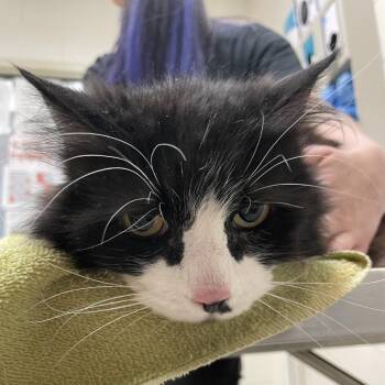 Little Kitty -  Domestic Long Hair Cat Available for Adoption in Murray, Utah - Little Kitty | PetCurious