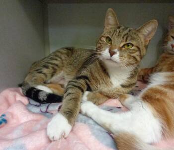 PEACH -  Tabby Cat for Adoption in Delhi, New York - PEACH | PetCurious