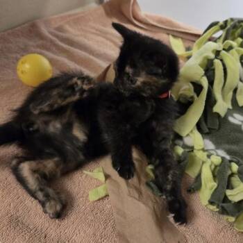 Domestic Medium Hair Cats Available for Adoption in Oakland, California - Tortellini | PetCurious