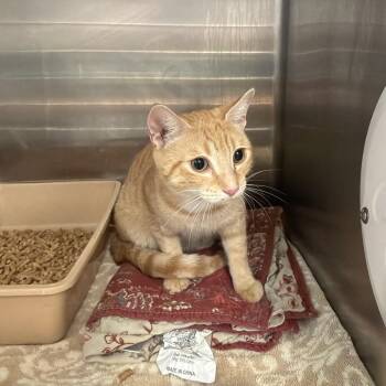 Domestic Short Hair Cats Available for Adoption in Port Charlotte, Florida - Creme | PetCurious