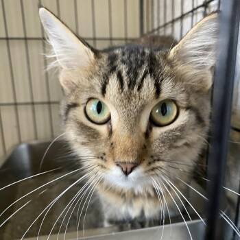 Willow -  Domestic Medium Hair Cat for Adoption in Stephenville, Texas - Willow | PetCurious