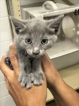 EXHAUST -  Domestic Short Hair Cat for Adoption in Derwood, Maryland - EXHAUST | PetCurious