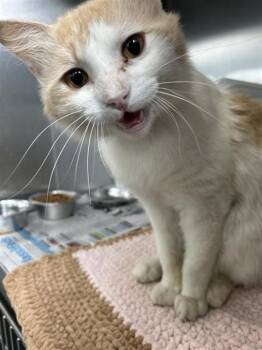 Domestic Medium Hair Cats Available for Adoption in Corpus Christi, Texas - FLY FISHER ROB | PetCurious