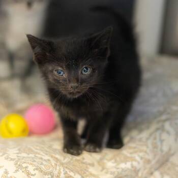 Ella -  Domestic Short Hair Cat for Adoption in Wilmington, Delaware - Ella | PetCurious