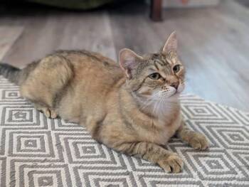 Momo -  Domestic Short Hair Cat for Adoption in Horsham, Pennsylvania - Momo | PetCurious