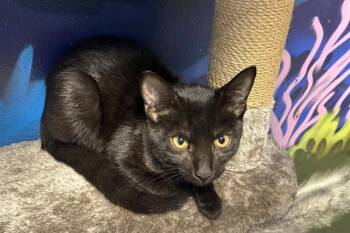 FARRAH -  Domestic Short Hair Cat for Adoption in Fort Lauderdale, Florida - FARRAH | PetCurious