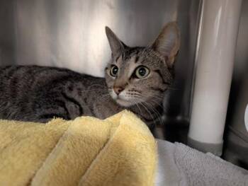 Domestic Short Hair Cats Available for Adoption in Westland, Michigan - Loveseat | PetCurious