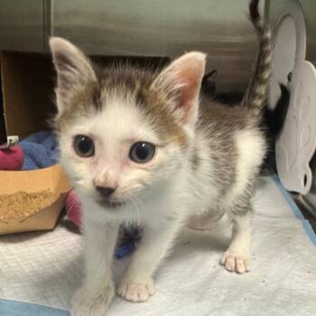 Mouskatoodles -  Domestic Short Hair Cat for Adoption in Greensboro, North Carolina - Mouskatoodles | PetCurious