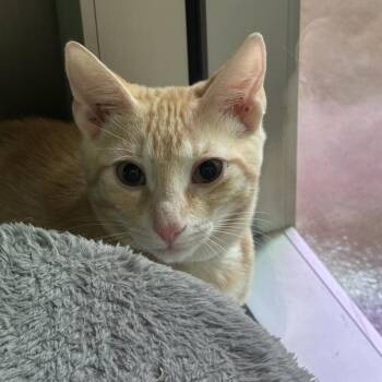 Orlando -  Domestic Short Hair Cat for Adoption in Walnut Creek, California - Orlando | PetCurious