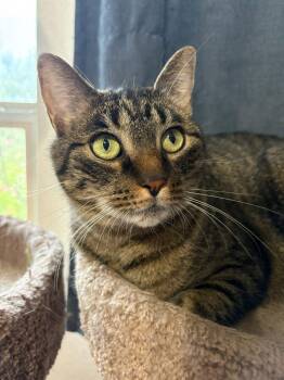 Tabby Cats Available for Adoption in Fort Worth, Texas - Peppa | PetCurious
