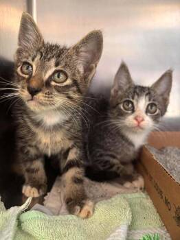 Hugo -  Domestic Short Hair Cat for Adoption in Statesboro, Georgia - Hugo | PetCurious