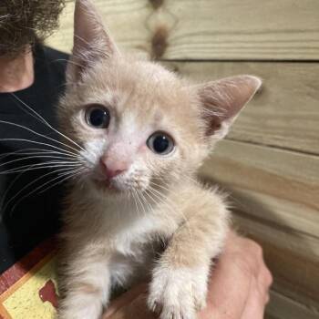 Jimmy Dyal-EC -  Domestic Short Hair Cat for Adoption in Tallahassee, Florida - Jimmy Dyal-EC | PetCurious