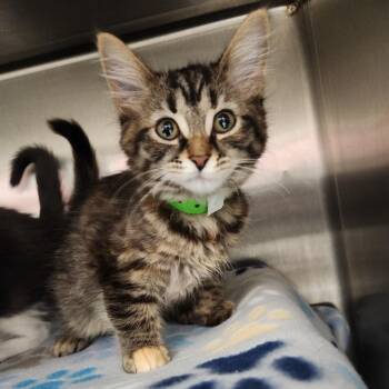 Sugar Sugar -  Domestic Medium Hair Cat for Adoption in Fort Wayne, Indiana - Sugar Sugar | PetCurious