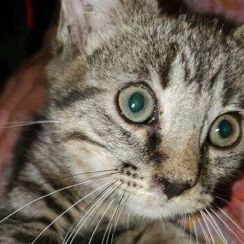 Rescue Domestic Short Hair Cats for Adoption in Union, Missouri - Atlas | PetCurious