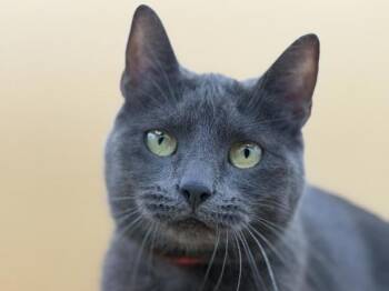 Stormi -  Domestic Short Hair Cat for Adoption in Portland, Oregon - Stormi | PetCurious
