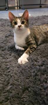 Pickles -  Domestic Short Hair Cat for Adoption in Miami, Oklahoma - Pickles | PetCurious