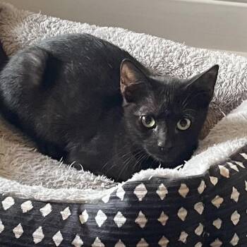 Rescue Domestic Short Hair Cats for Adoption in Bentonville, Arkansas - Beetee | PetCurious