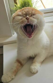 Rowena -  Scottish Fold Cat for Adoption in Vancouver, Washington - Rowena | PetCurious