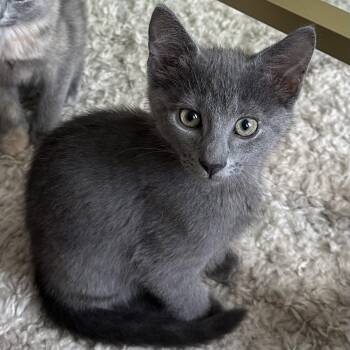 Mulligan -  Domestic Short Hair Cat for Adoption in Richmond, Virginia - Mulligan | PetCurious