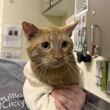 Starch -  Domestic Short Hair Cat for Adoption in Asheville, North Carolina - Starch | PetCurious