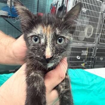 July -  Domestic Short Hair Cat for Adoption in Port Charlotte, Florida - July | PetCurious