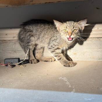 Professor Plum -  Domestic Short Hair Cat for Adoption in Spring Hill, Kansas - Professor Plum | PetCurious