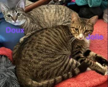 Rescue Tabby and Domestic Short Hair Cats for Adoption in Liverpool, Texas - Doux & Jolie | PetCurious