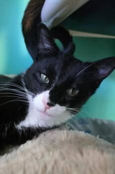 Rescue Domestic Short Hair Cats for Adoption in Elizabeth, Illinois - Tex | PetCurious