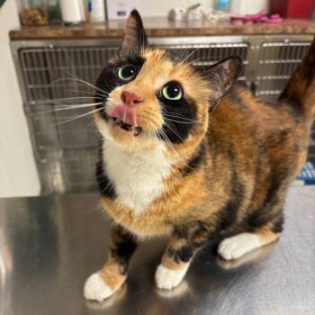 Dolly -  Domestic Short Hair Cat for Adoption in Ottawa, Kansas - Dolly | PetCurious
