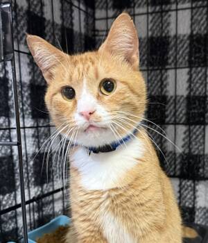 Kenny - KBC -  Domestic Short Hair Cat for Adoption in Dublin, Ohio - Kenny - KBC | PetCurious