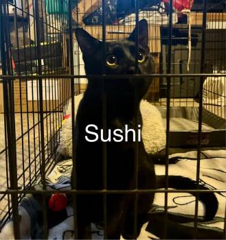 Domestic Short Hair Cats Available for Adoption - Sushi | PetCurious
