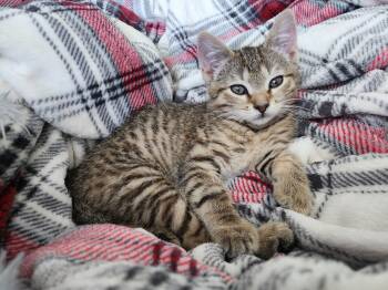 Firefly -  Domestic Short Hair Cat Available for Adoption in Wheaton, Illinois - Firefly | PetCurious